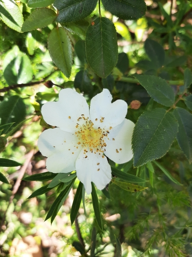 Rosa sempervirens image