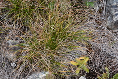 Carex callitrichos
