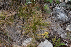 Carex callitrichos
