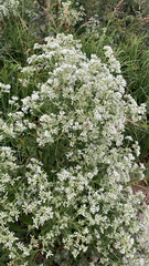 Eupatorium altissimum