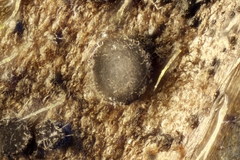 Leptotrochila ranunculi