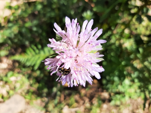 Knautia mauritanica image