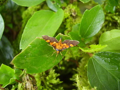 Aethaloessa