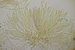 Leptotrochila ranunculi