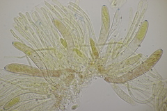 Leptotrochila ranunculi