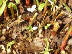 Leptosia