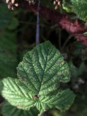 Rubus tuberculatus