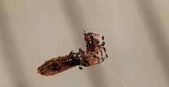 Araneus bicentenarius