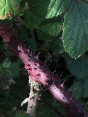 Rubus tuberculatus