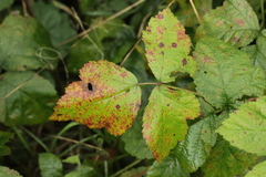 Pseudovirgaria