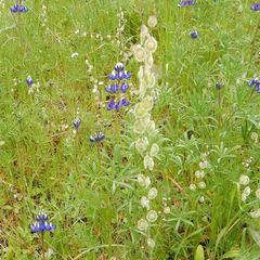 Thysanocarpus curvipes