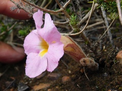 Harveya purpurea