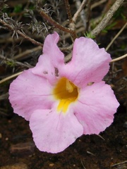 Harveya purpurea