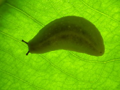 Pseudoveronicella thomensis