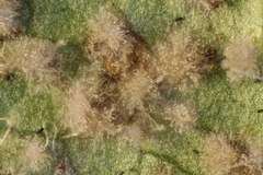 Pseudovirgaria