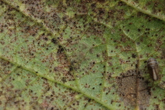Pseudovirgaria