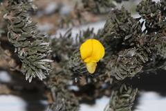 Aspalathus candidula