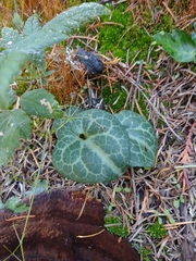 Asarum marmoratum