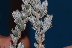 Aspalathus candidula