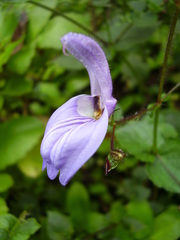 Brillantaisia
