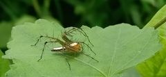 Oxyopes