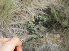 Aspalathus candidula