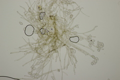 Pseudovirgaria
