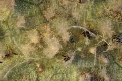 Pseudovirgaria