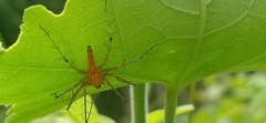 Oxyopes