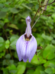Brillantaisia