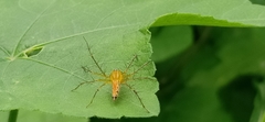 Oxyopes