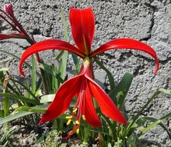 Sprekelia