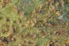Pseudovirgaria