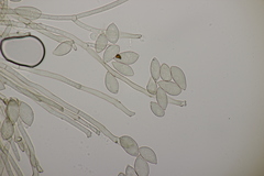 Pseudovirgaria