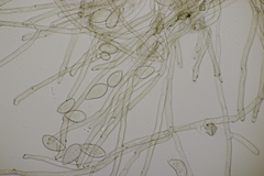 Pseudovirgaria