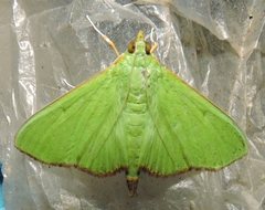 Parotis marginata