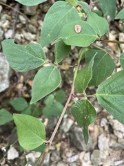 Desmodium lindheimeri
