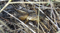 Gryllotalpa septemdecimchromosomica