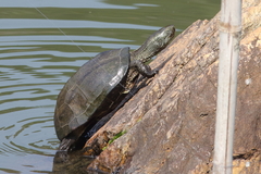 Mauremys reevesii