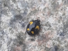 Harmonia axyridis