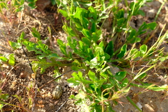 Lichtensteinia obscura