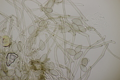 Pseudovirgaria