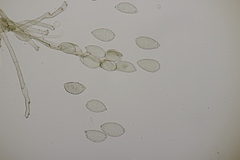 Pseudovirgaria