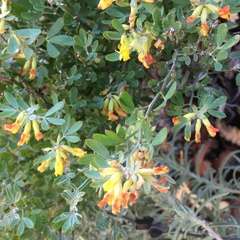 Acmispon dendroideus traskiae