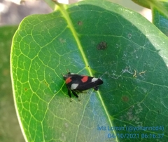 Enchophyllum quinquemaculatum