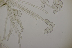 Pseudovirgaria