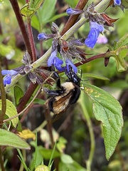 Bombus weisi