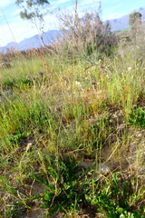 Lichtensteinia obscura