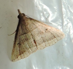 Lysimelia lenis