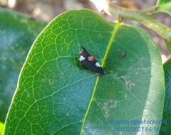 Enchophyllum quinquemaculatum